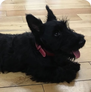 dog-1 Picture of Bohan