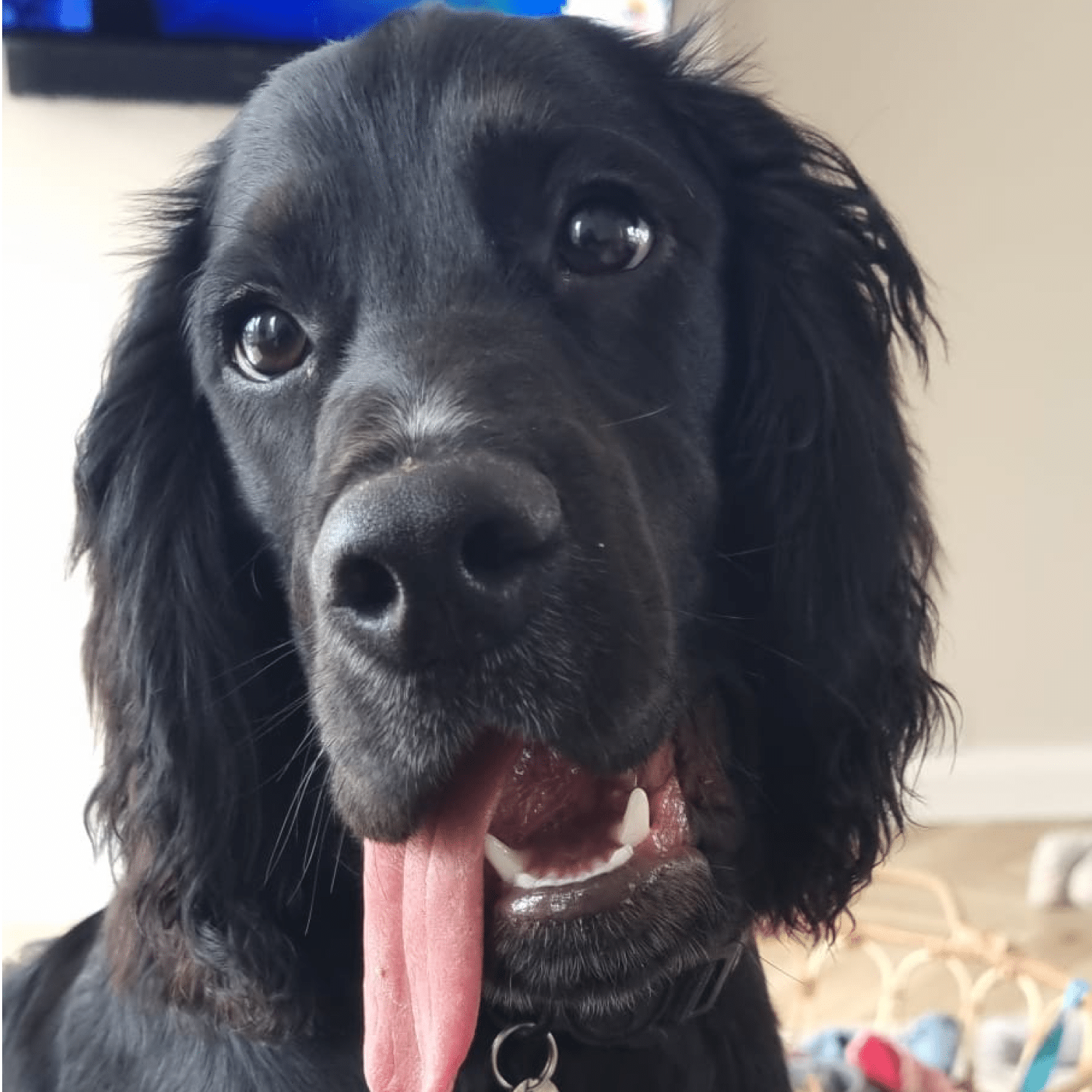 Kevin Kevin - Canine Consultant, MarketforceLive